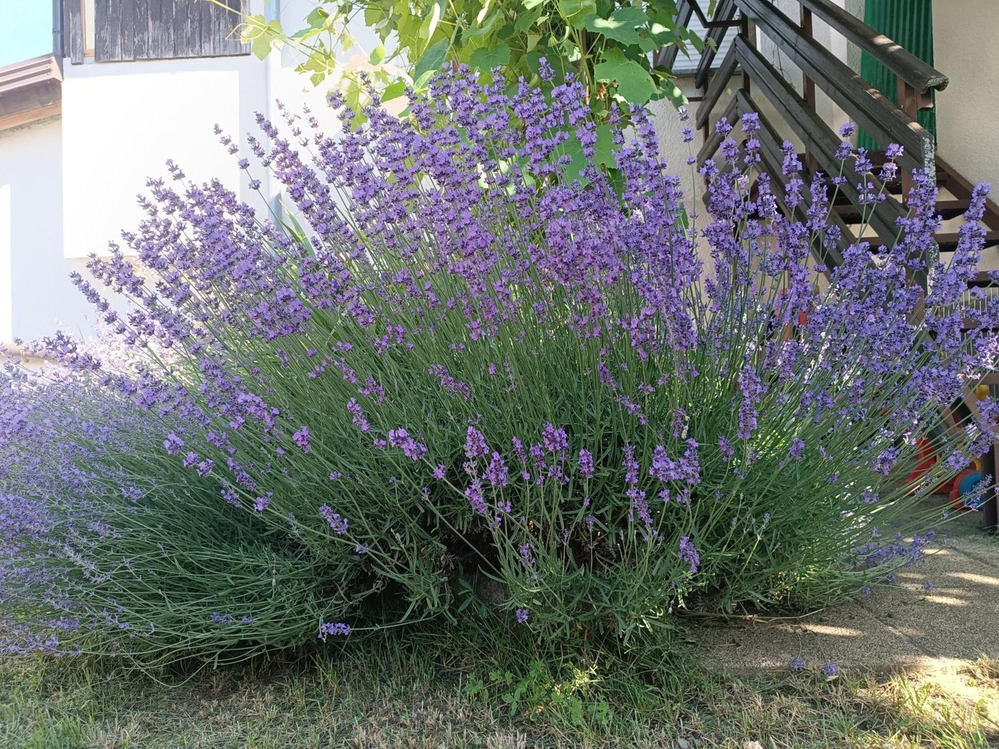 Apartma Mihatovi 皮夫卡 外观 照片